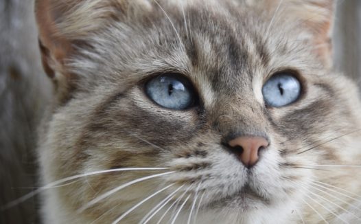 蓝眼睛的小猫头部摄影图片