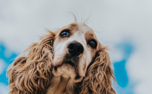 耳朵拉拢的金毛图片