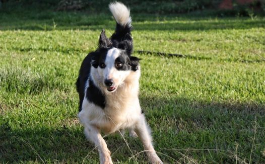 草地可爱俏皮狗狗图片