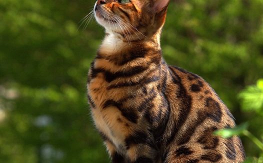 春日可爱孟加拉猫写真图片