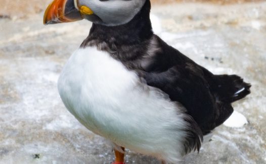 站在石头上的大西洋角嘴海雀图片