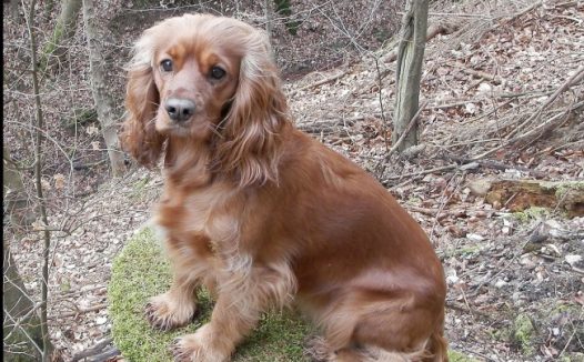 英国可卡犬图片