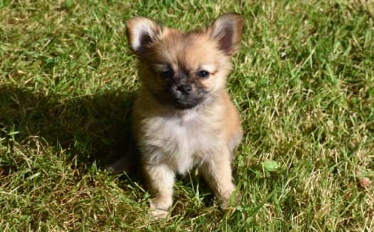 草地可爱小萌狗图片