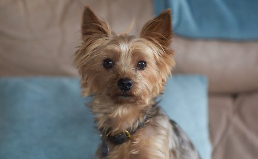 超萌小狗可爱图片