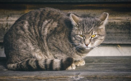 灰色家养猫咪图片