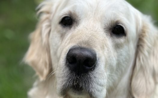 老年白色拉布拉多犬图片