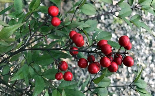 枝头红色浆果图片