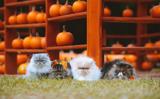 万圣节南瓜草地小猫咪摄影图片