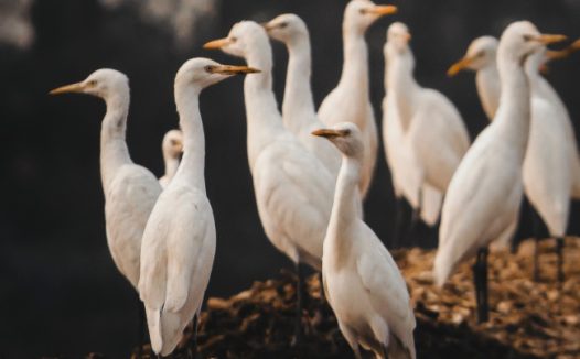 白鹭群栖息图片