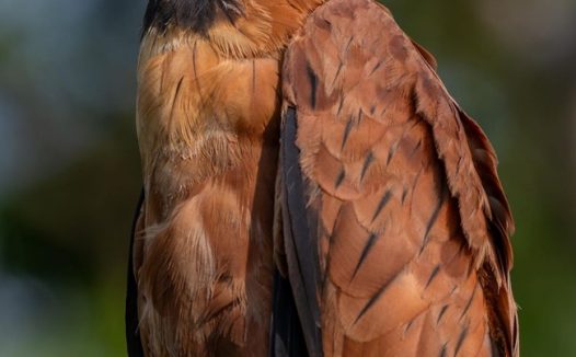 野生猛禽黑领鹰摄影图片