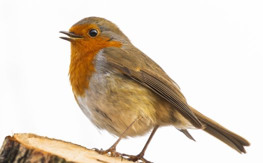 站在木头桩上的知更鸟摄影图片