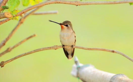 停在树枝上休憩的蜂鸟图片