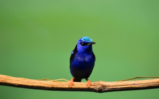 青色小鸟图片