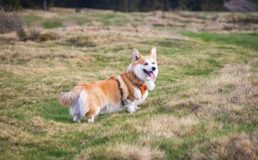 可爱短腿威尔士柯基犬图片