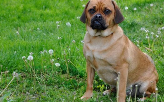 呆萌小猎犬图片