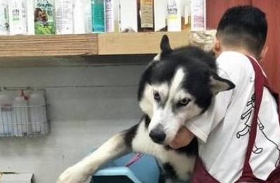 网友骗哈士奇出去玩，当知道是去洗澡之后，哈士奇的表情亮了！