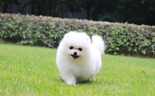 博美拉稀怎么办