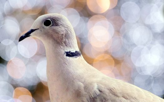 高清火鸡鸽摄影图片