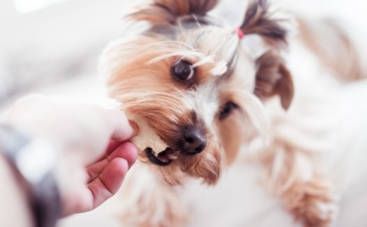 可爱约克夏梗犬图片