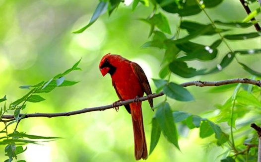 猩红比蓝雀图片