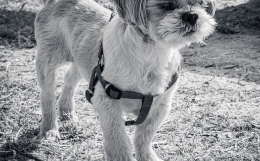 西施犬黑白摄影图片