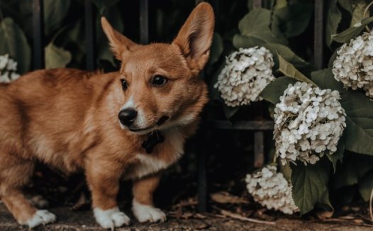 可爱柯基狗狗图片