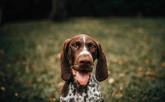 波音达猎犬图片