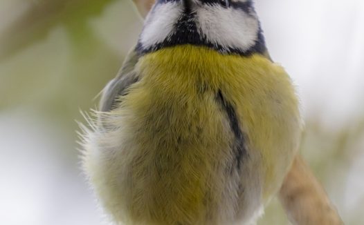 站在树干上的白脸山雀摄影图片