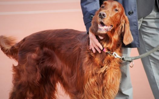 纯种史宾格犬图片