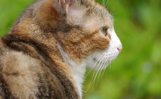 春日户外可爱小猫抓拍图片