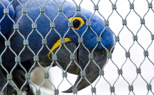 蓝色金刚鹦鹉图片