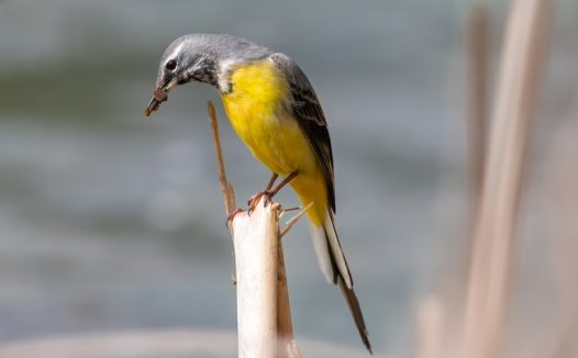 站在竹竿上的黄腹山鹬图片