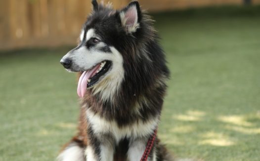 宠物小狗可爱图片