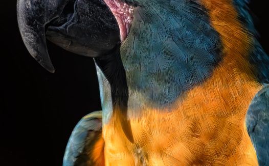 蓝喉金刚鹦鹉摄影图片