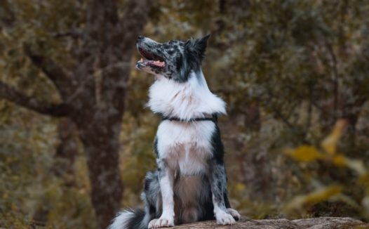 公狗坐在石头上图片