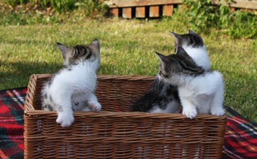 萌萌可爱小猫咪图片