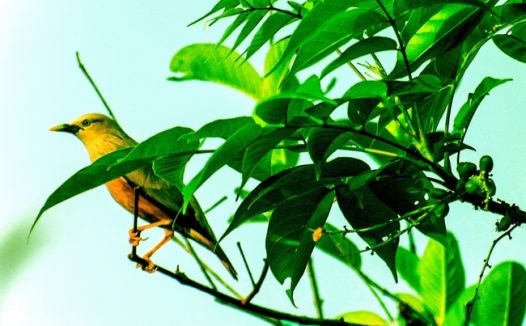 站在绿色树枝上的蜂鸟图片