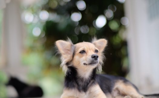 漂亮宠物小狗图片