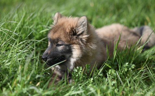 绿色草丛野生小狼犬摄影图片