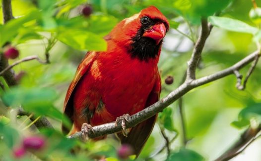 站在树枝上的红色鹦鹉摄影图片