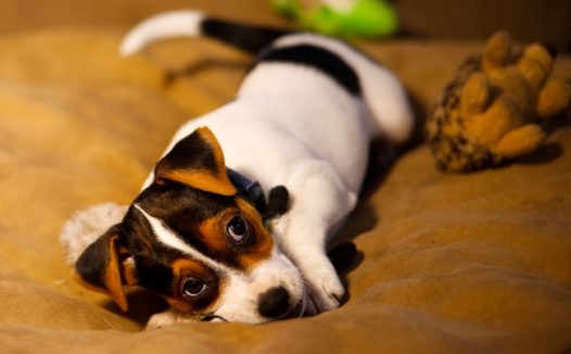 懒洋洋趴着的萌狗狗图片