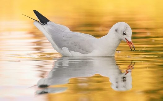 高清红嘴鸥图片