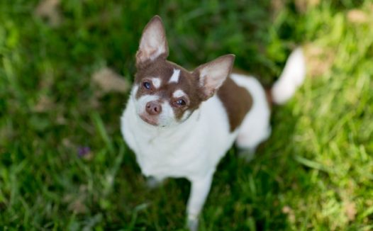 吉娃娃狗狗可爱图片