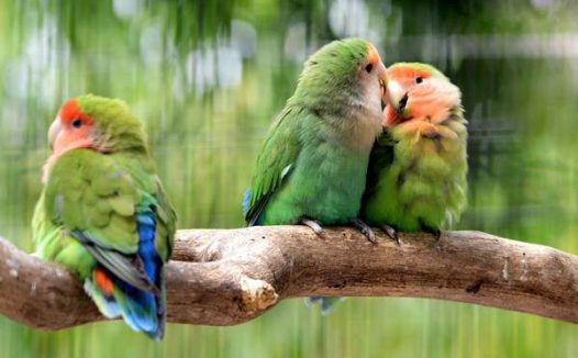 牡丹鹦鹉几个月性成熟可以繁殖