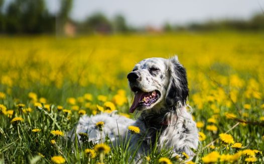 趴在花丛里晒太阳的狗狗图片