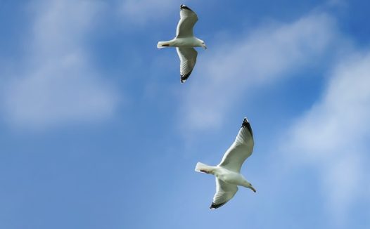 蓝色天空海鸥比翼双飞图片