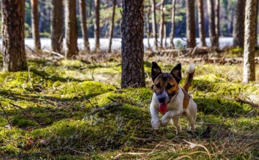 奔跑的小猎犬图片