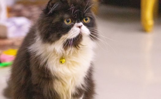 呆萌可爱波斯猫图片