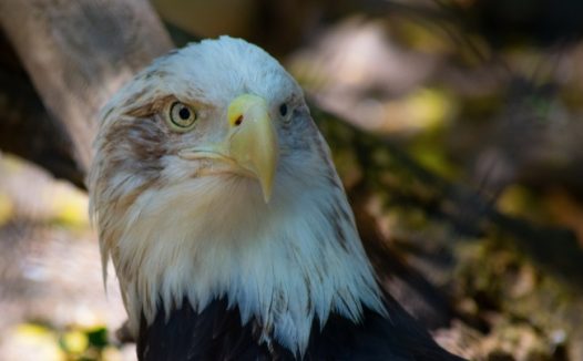 白头老鹰头部图片