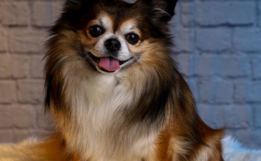 吉娃娃伸出舌头图片